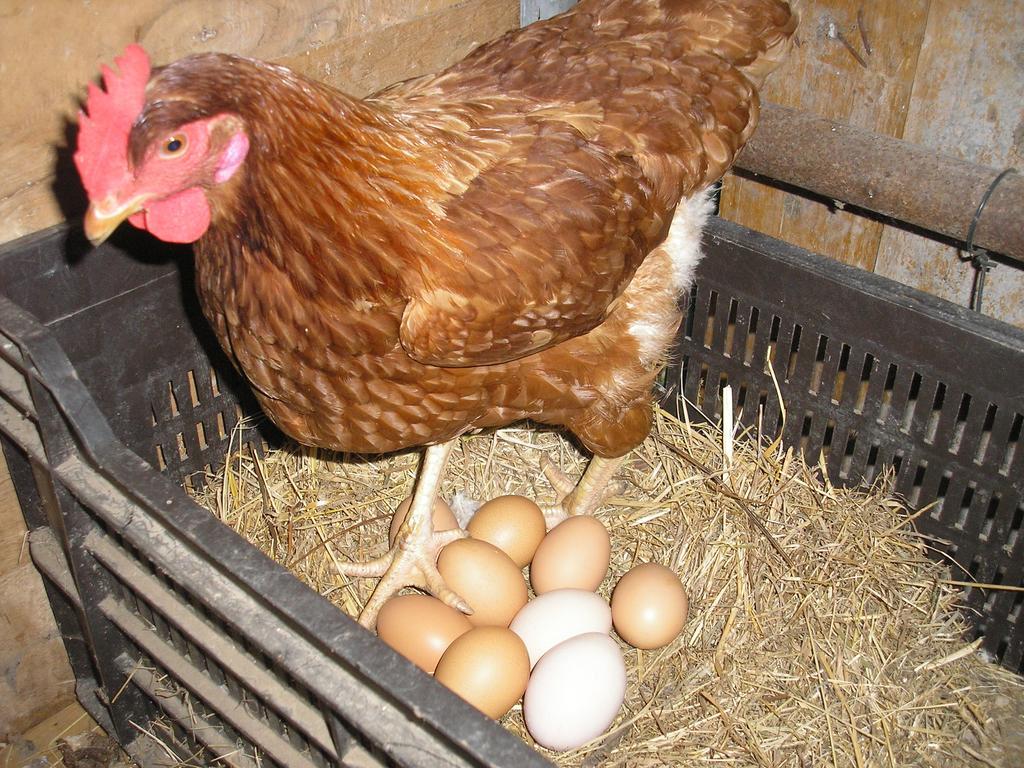 La Scala Séjour à la ferme Salò
