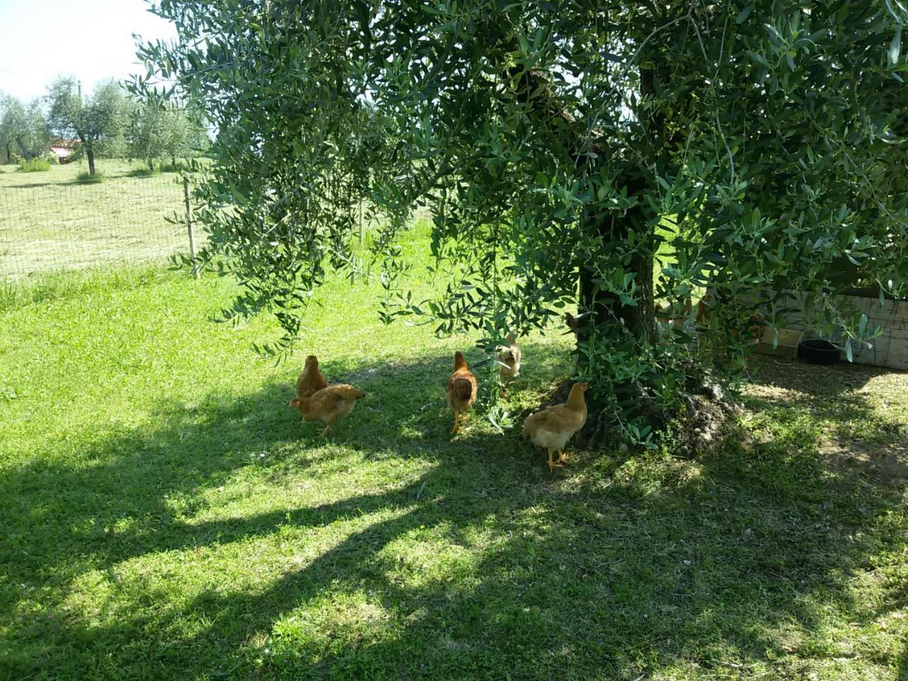 La Scala Séjour à la ferme Salò